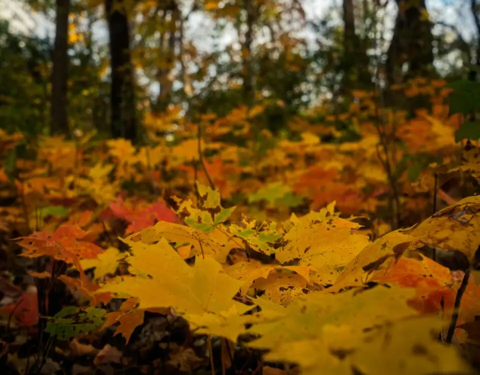 Parco avventura nel bosco autunnale vicino Roma, al Villaggio Bushi Adventures di Morlupo