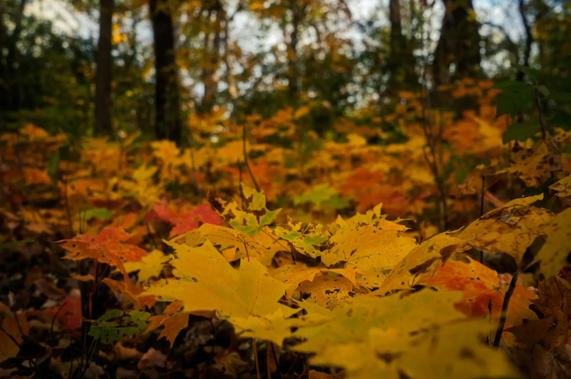 Parco avventura nel bosco autunnale vicino Roma, al Villaggio Bushi Adventures di Morlupo